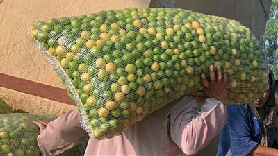 رغم وصوله لـ55 جنيها.. توقعات باستمرار ارتفاع أسعار الليمون خلال الفترة المقبلة