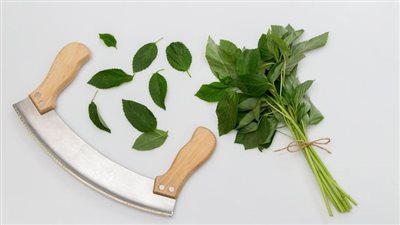 طريقة عمل الملوخية للمبتدئين.. حضريها طازجة أو مجمدة بهذه الأسرار