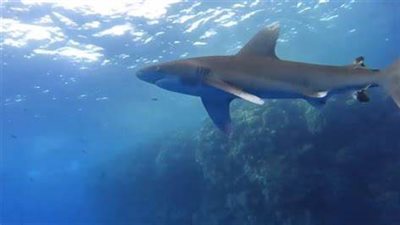 استئناف رحلات الغوص بجزر الأخوين عقب تنفيذ برنامج رصد القروش بالأقمار الصناعية