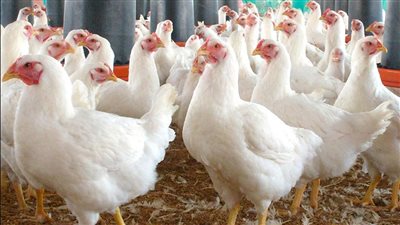 أسعار الفراخ البيضاء اليوم الأربعاء 15 أكتوبر 2025