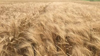 للحصول على أعلى إنتاجية.. تعرف على طرق زراعة محصول الشعير والمواعيد المناسبة ببورسعيد