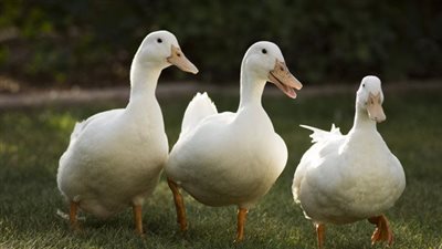 الزراعة توافق على تصدير بط وحمام لدول عربية وأجنبية