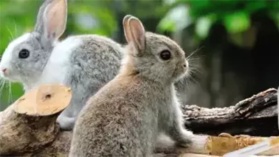 بعد انتشاره في أمريكا.. ماهو مرض حمى الأرانب وأعراضه؟ 