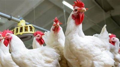 بعد نشر الجريدة الرسمية.. الزراعة: قرار استيراد الدواجن من الصين غير مفعل بسبب الوضع الوبائي