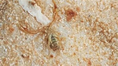 مواطن يعثر على عقرب داخل رغيف خبز في الوادي الجديد | صور