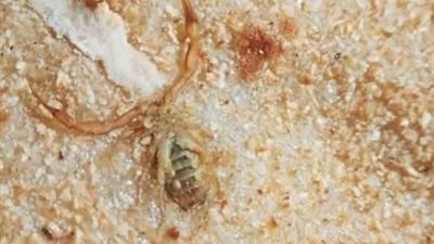 مواطن يعثر على عقرب داخل رغيف عيش.. ومديرية التموين بالوادي الجديد تفحص الشكوى| بث مباشر 