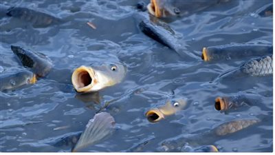 مهددة بالانقراض.. علماء يحذرون من اختفاء معظم الكائنات البحرية خلال السنوات المقبلة