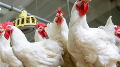 أسعار الدواجن اليوم الأحد 7 ديسمبر 2025 في الأسواق 