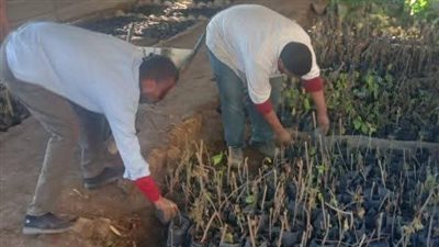 زراعة 45 ألف شجرة ضمن المرحلة الثانية لـ مبادرة 100 مليون شجرة بالمنيا