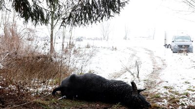 بعد 40 عاما من آخر إصابة.. غلق حدائق الحيوان في ألمانيا بسبب تفشي مرض الحمى القلاعية