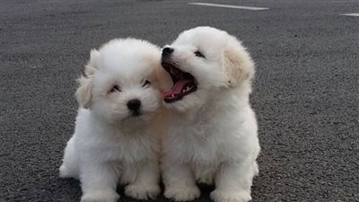 شرسة وكيوت| أسماء كلاب جميلة.. أكثر من 100 اسم للذكور والإناث