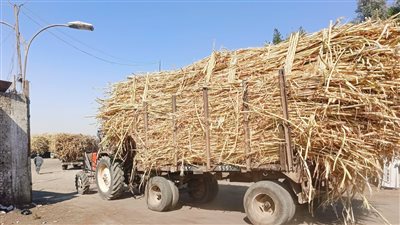 بدء توريد محصول قصب السكر لمصنع كوم أمبو بأسوان