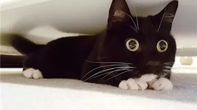 أفضل Cats Names للقطط الإناث والذكور.. أسماء ملكية