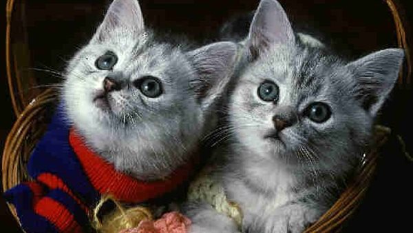 أسماء قطط بنات