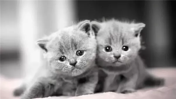 صورة تبعبيرية