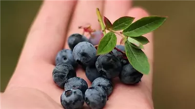 يُعزز صحة الجهاز المناعي.. تعرف على فوائد تناول التوت الأزرق