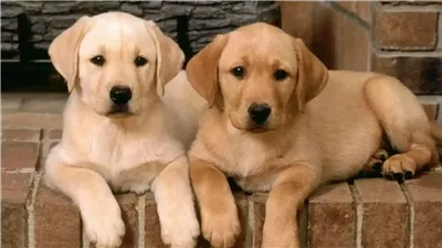 لو هتشتري كلب.. أجدد أسماء كلاب ذكور شرسة عربية