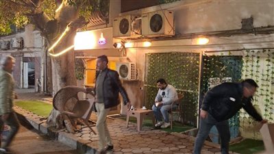 محافظة القاهرة تشنّ حملة مكبرة على الكافيهات المخالفة بالزمالك | صور