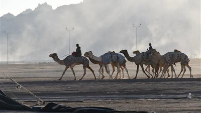 بمشاركة 600 متسابق..افتتاح مهرجان الهجن العربي والتراث بمدينة شرم الشيخ جنوب سيناء