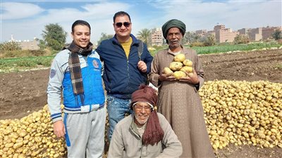 تسلم الأيدي الشقيانة.. شاهد حصاد محصول البطاطس بالمحراث البلدي في مزارع سوهاج | فيديو وصور