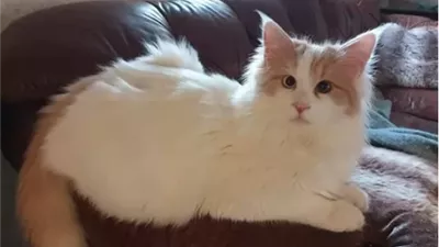 إدارة الغذاء والدواء الأمريكية: أكثر من 12 قطة أصيبت وماتت بسبب إنفلونزا الطيور