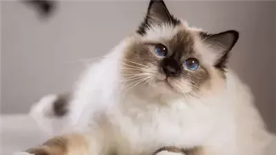 10 أسماء بسس تعرف على معانيهم وأصلهم