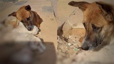 أنهوا حياتهم بقسوة| جريمة تثير الغضب بعد تداول فيديو لـ كلبة تبكي على صغارها بـ 6 أكتوبر