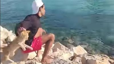 الأمن يفحص فيديو لشخص يلقي قطة في البحر بمطروح