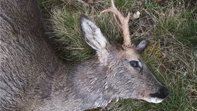 بعد انتقاله للخنازير البرية.. تحذير من انتشار مرض الغزلان الزومبي بالولايات المتحدة