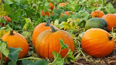 فوائد القرع لصحة الجسم.. تعرف عليها