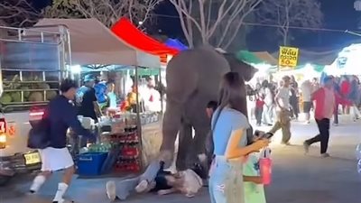 بسبب الألعاب النارية.. فيل يدهس 5 أشخاص في تايلاند