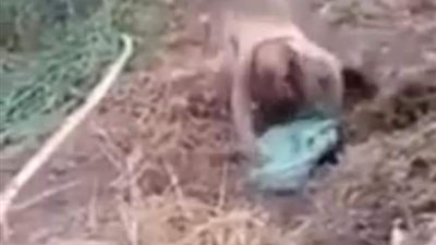 أسرة المسن المعتدى عليه في سوهاج ترفض الانتقال لدور رعاية