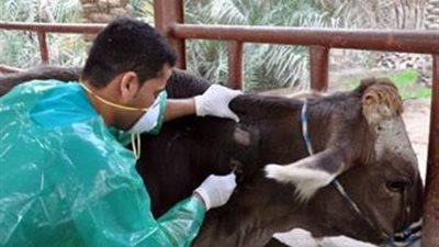 “الزراعة”: تحصين 266 ألف رأس ماشية ضد مرض الحمى القلاعية في 3 أيام