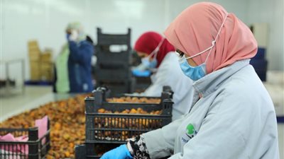 “الزراعة”: 580 مليون دولار حجم تمويل مشروعات لرفع معيشة صغار المزارعين في مصر