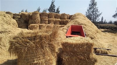 وزيرة البيئة: زيادة الكمية المستهدفة لتجميع قش الأرز هذا العام لـ500 ألف طن