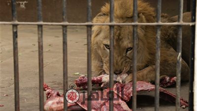 حديقة حيوان الجيزة تستقبل 6 أسود جديدة