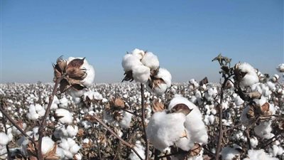 قطاع الأعمال: بيع 40.1 ألف قنطار في مزادات القطن حتى الآن