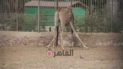 حديقة الحيوان: الزرافة سوسن في حالة اكتئاب بسبب الوحدة.. وتأهيلها للتزاوج بذكر إفريقى