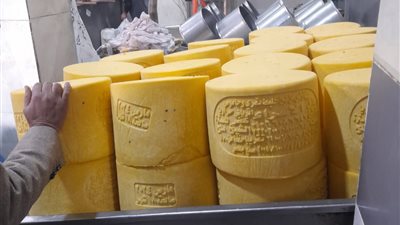 محافظ كفر الشيخ: ضبط 525 كيلو جبنة رومي للتلاعب في تاريخ إنتاجها بقرية الضبعة
