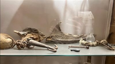 فك قرش وقرون غزلان.. عرض مقتنيات أثرية لأول مرة بمتحف دير الأنبا بولا بالبحر الأحمر | صور