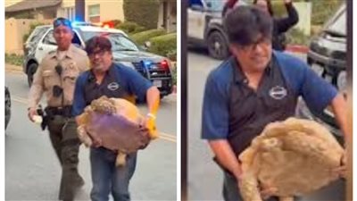 رغم دمار المنزل.. العثور على سلحفاة بعد نجاتها من حريق لوس أنجلوس 