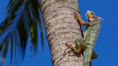 خبراء يحذرون من تساقط الزواحف على المارة في الولايات المتحدة