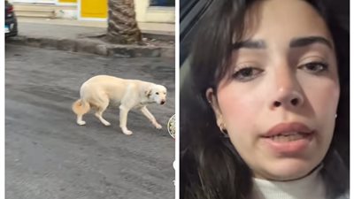 ضربه بـ عصاية وجاله نزيف رئوي.. فتاة تشكو من كافية في دهب بعد الاعتداء على كلب