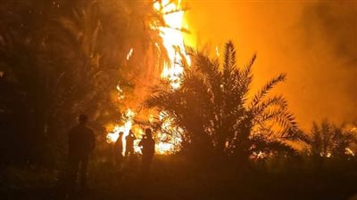 حريق يلتهم مزارع نخيل وفاكهة في الوادي الجديد