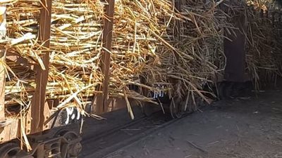 مصرع صغير تحت عجلات قطار القصب بالأقصر