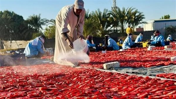 تجفيف الطماطم بالأقصر
