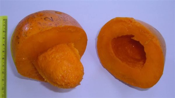 مانجو كليوباترا