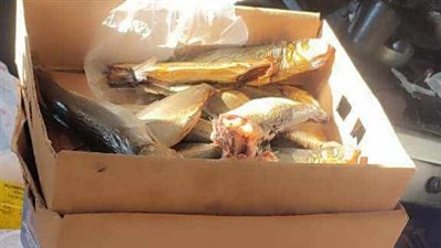 حماية المستهلك تقدم نصائح مهمة للمواطنين عند شراء الرنجة بعد ضبط كميات مجهولة المصدر ببورسعيد