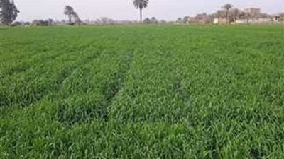 معلومات الوزراء يستعرض 9 توصيات بشأن الزراعة الذكية