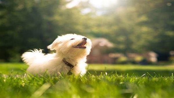 أسماء كلاب عربية